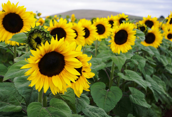 Sunflower Seeds - FleuroSun - Tall, Unbranched - CLASSIC GOLD - Wholesale