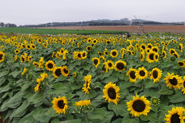 Sunflower Seeds - FleuroSun - Tall, Unbranched - CLASSIC GOLD - Wholesale