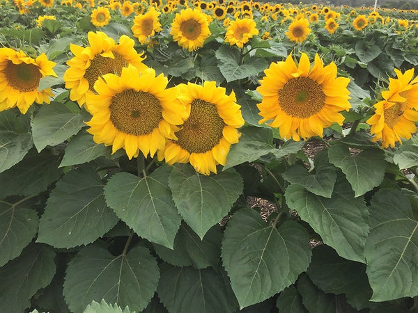 Sunflower Seeds - FleuroSun - Medium, Unbranched - COMPACT LANDSCAPE - Wholesale