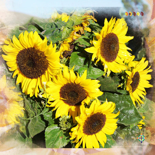 Sunflower Seeds - FleuroSun - Medium, Branched - COMPACT GOLD SPRAY - Wholesale