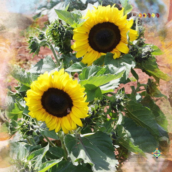 Sunflower Seeds - FleuroSun - Medium, Branched - COMPACT GOLD SPRAY - Wholesale