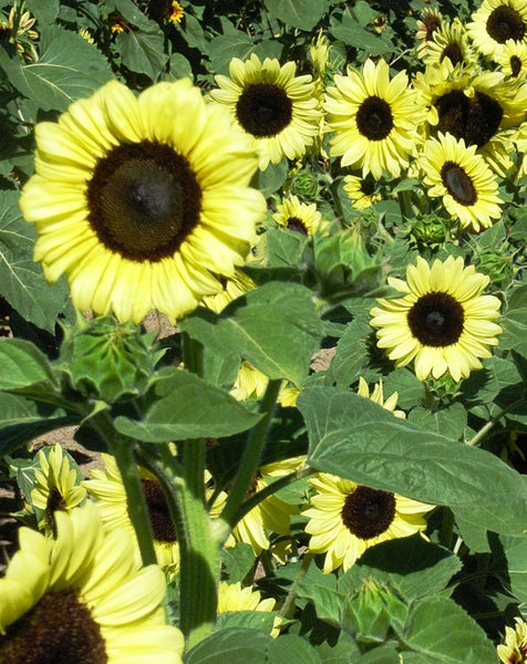 Sunflower Seeds - FleuroSun - Tall, Branched - CALYPSO SPRAY - Packets